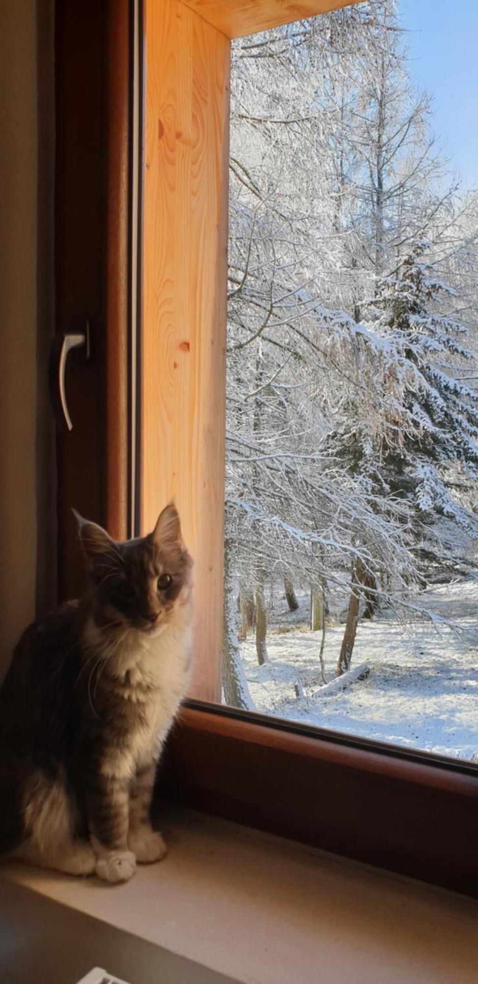 Five Maple Home For Families And Wild Nature Lovers Medenec エクステリア 写真